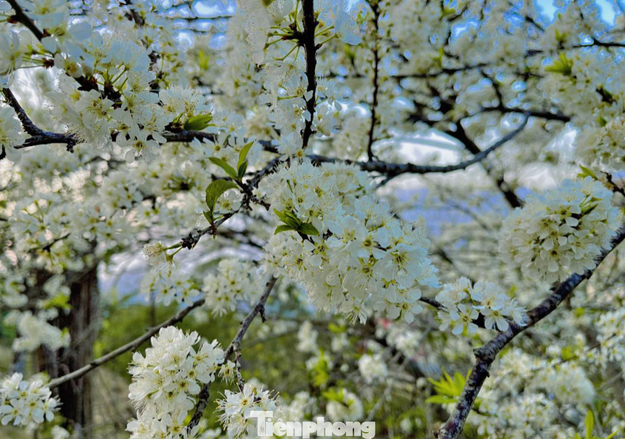 Người dân Sin Suối Hồ cho biết, hiện tại ngoài hoa mận, hoa đào, hoa cải thì hoa lê cũng đã bung nở - do đó đây là thời điểm du xuân phù hợp nhất với du khách khi muốn đến nơi này nói riêng và vùng Tây Bắc nói chung sau kỳ nghỉ Tết Nguyên đán 2025.