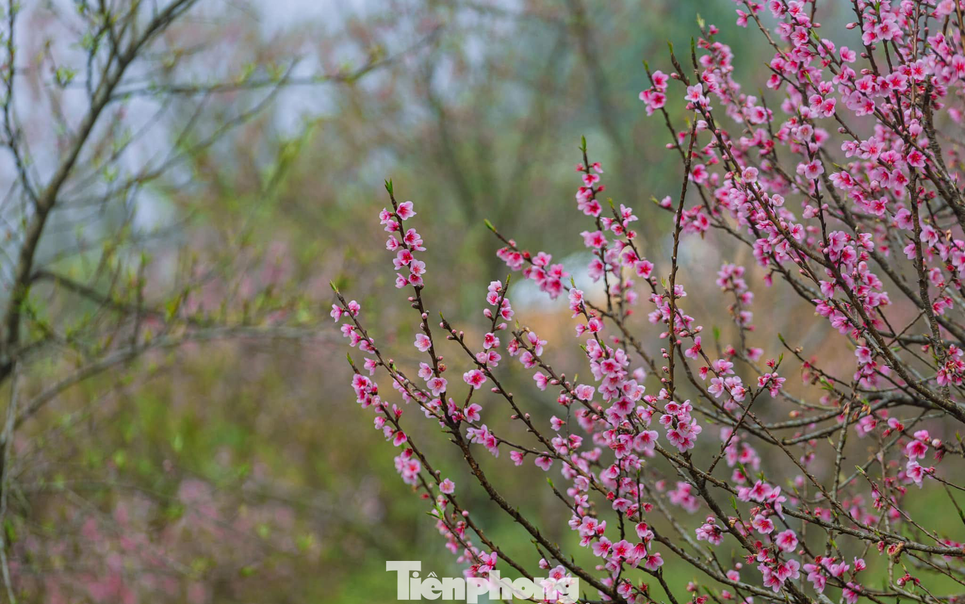 Hoa đào bung nở bên hiên nhà người Mông tạo nên bức tranh mùa xuân đầy sắc màu.