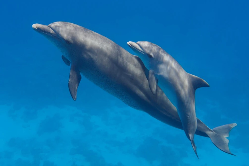 Giống như con người, cá heo cũng nói chuyện với con của chúng theo một cách đặc biệt. Ảnh: Shutterstock. Giống như con người, cá heo cũng nói chuyện với con của chúng theo một cách đặc biệt. Ảnh: Shutterstock.