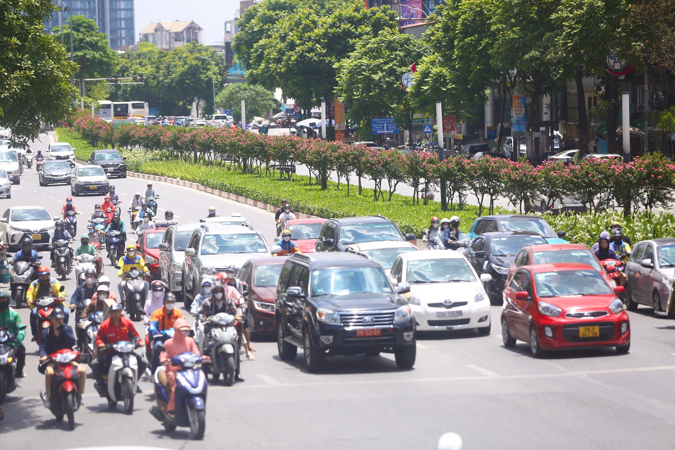 Hàng cây tường vi cánh mỏng đang nở hoa rực rỡ, kéo dài cả cây số trên tuyến đường Trần Duy Hưng - Nguyễn Chí Thanh (Hà Nội).