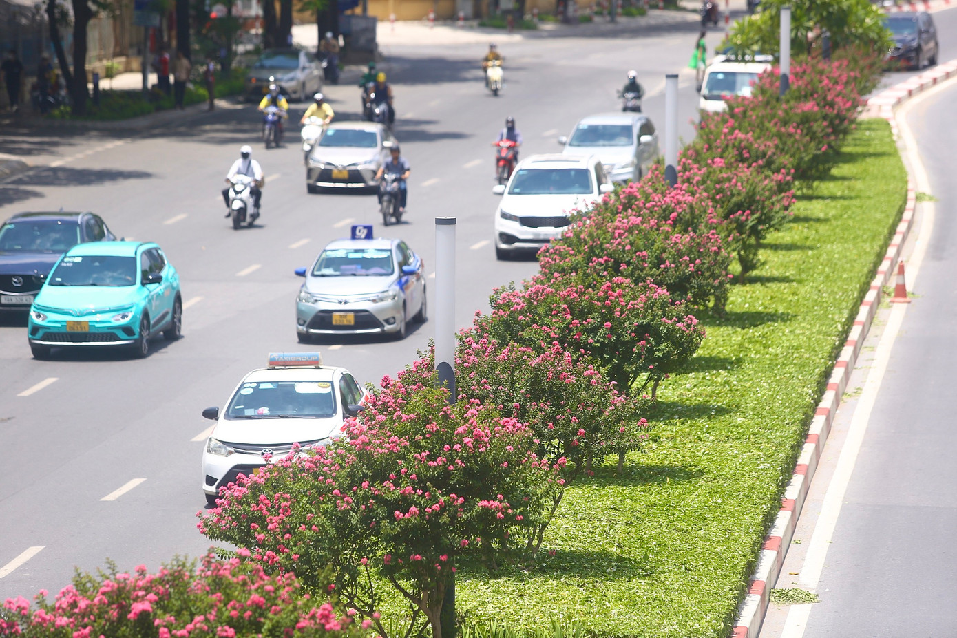 Hàng tường vi dài khoảng 3km.