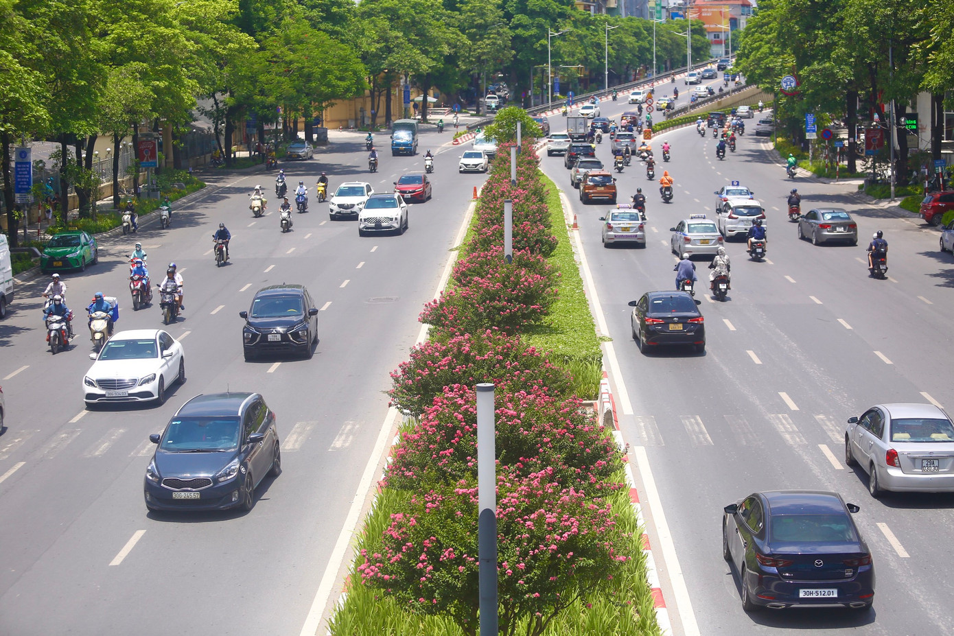 Với thân dáng mảnh mai, kết hợp với màu hồng rực rỡ thu hút ánh mắt của nhiều người dân khi đi qua con đường này.