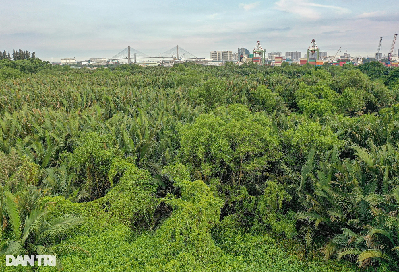 Phía bờ Thủ Thiêm, khu vực dự kiến xây cầu hiện chủ yếu là dừa nước, rừng ngập nước hoang sơ, không có dân cư sinh sống.