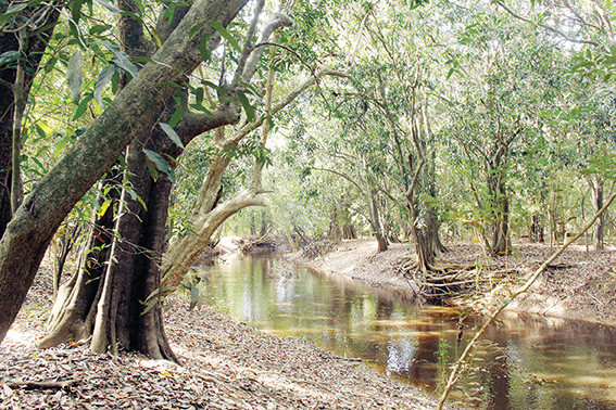 Vẻ đẹp hoang sơ của khu rừng Đại Phong Tử ở Vườn quốc gia Cát Tiên (huyệnTân Phú, tỉnh Đồng Nai). Ảnh: HẢI HÀ