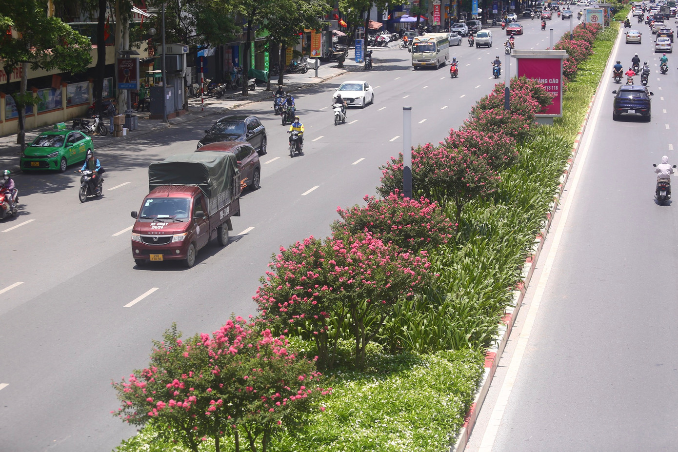 Hoa tường vi nở rộ trên dải phân cách đường Trần Duy Hưng (Hà Nội).
