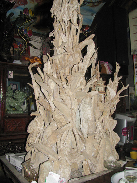 Cây gần hóa thạch đang được trưng bày tại gia đình ông Ngọc. Ảnh: Hoàng Lam. Cây gần hóa thạch đang được trưng bày tại gia đình ông Ngọc. Ảnh: Hoàng Lam