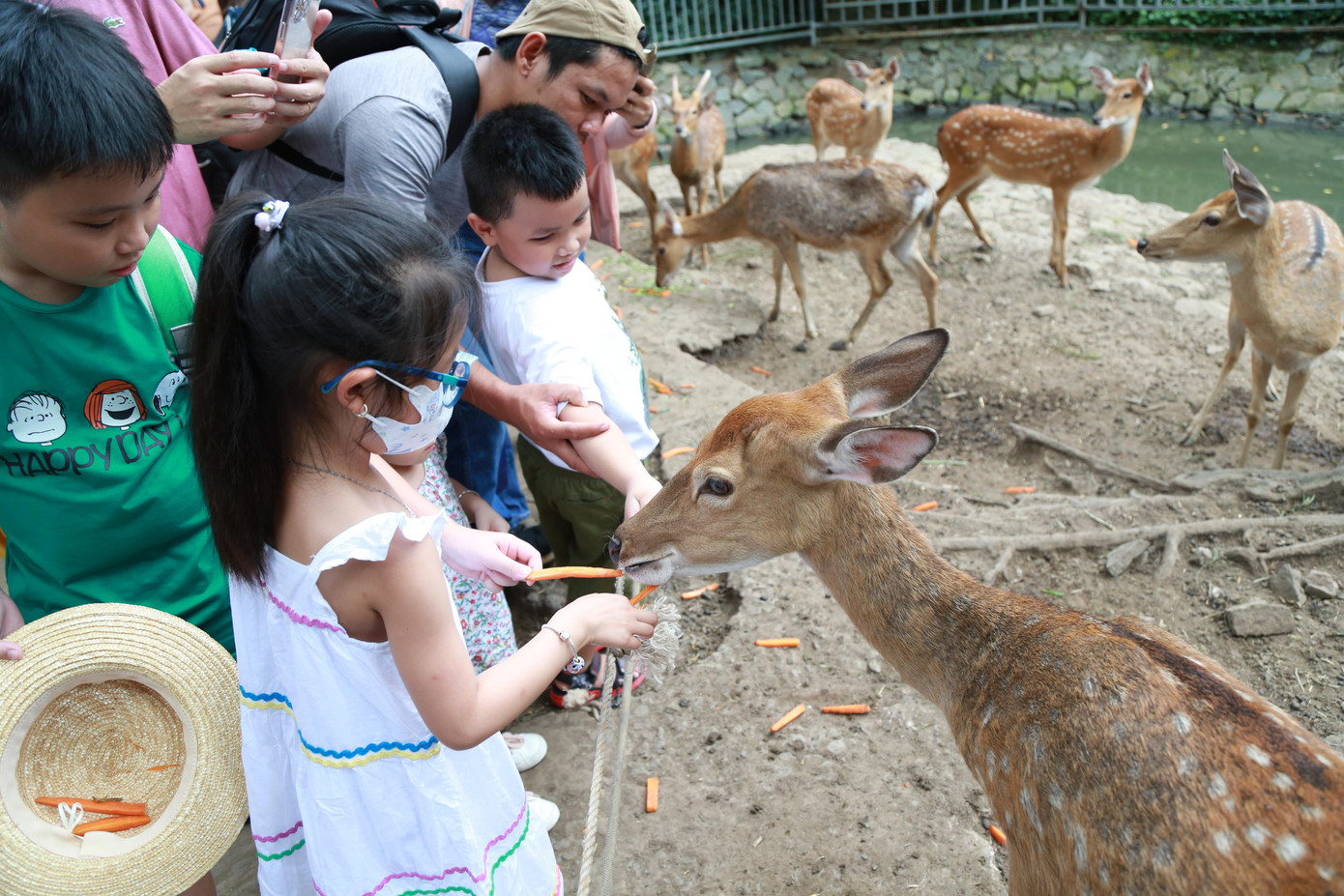 Bạn nhỏ cho hươu sao ăn cà rốt.