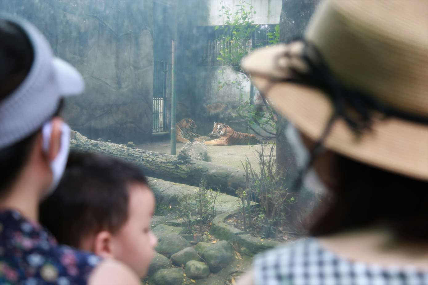 "Mình đưa mẹ đi Thảo Cầm Viên vì mẹ mình chưa thấy hổ bao giờ!", một cô gái nói khi vừa tham quan "ngôi nhà" của những "Ông Ba mươi" này.