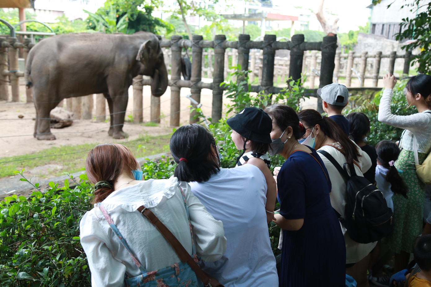 Người dân đến tham quan nơi ở của các chú voi.