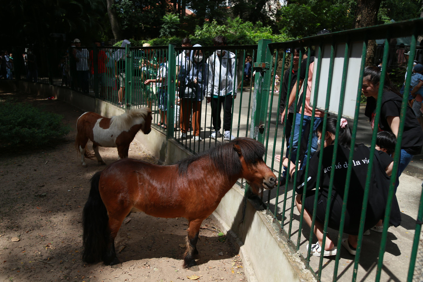 Những chú ngựa lùn thân thiện.