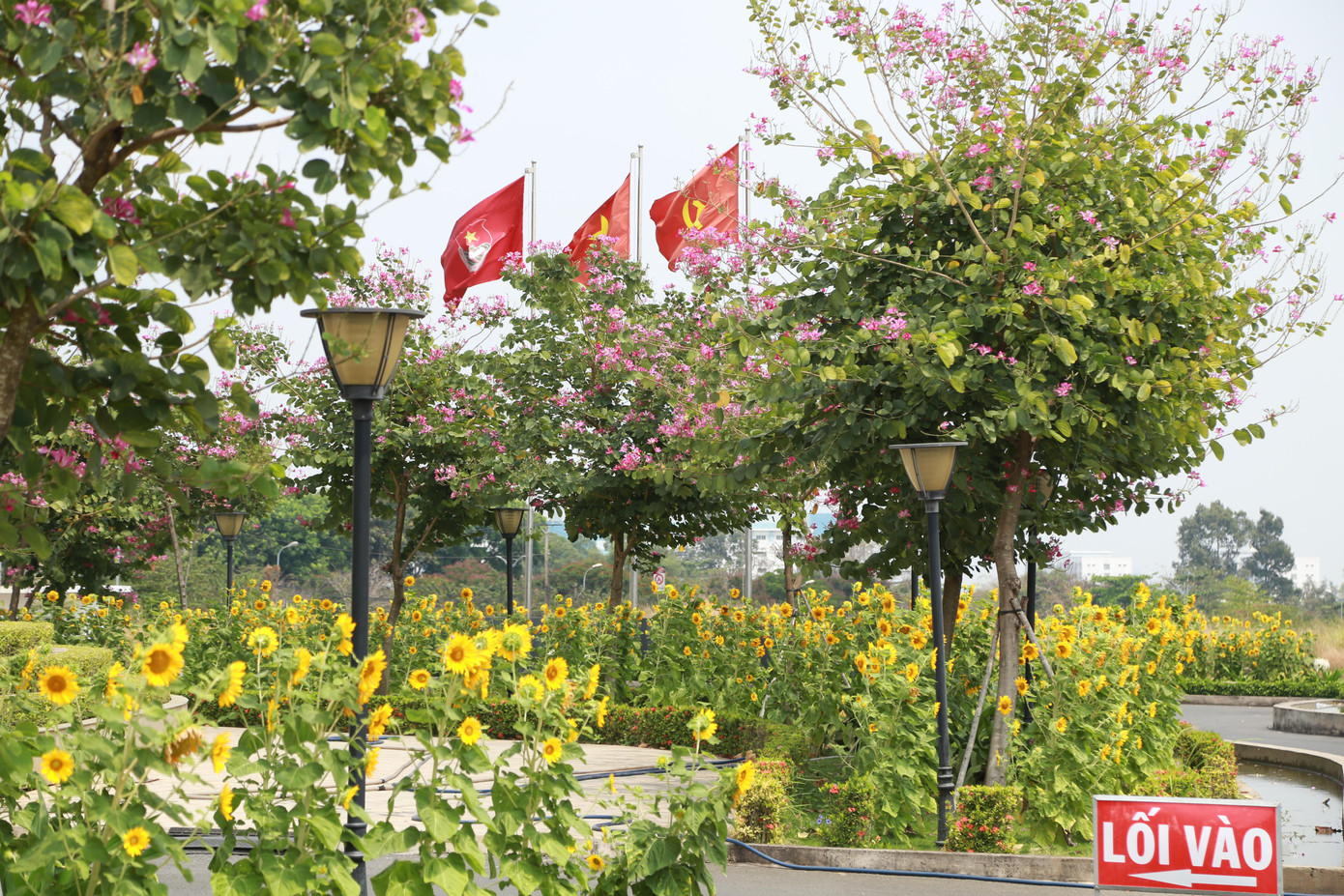 Ngập tràn hoa lá ở khu vực cổng vào Nhà Văn hóa Sinh viên.