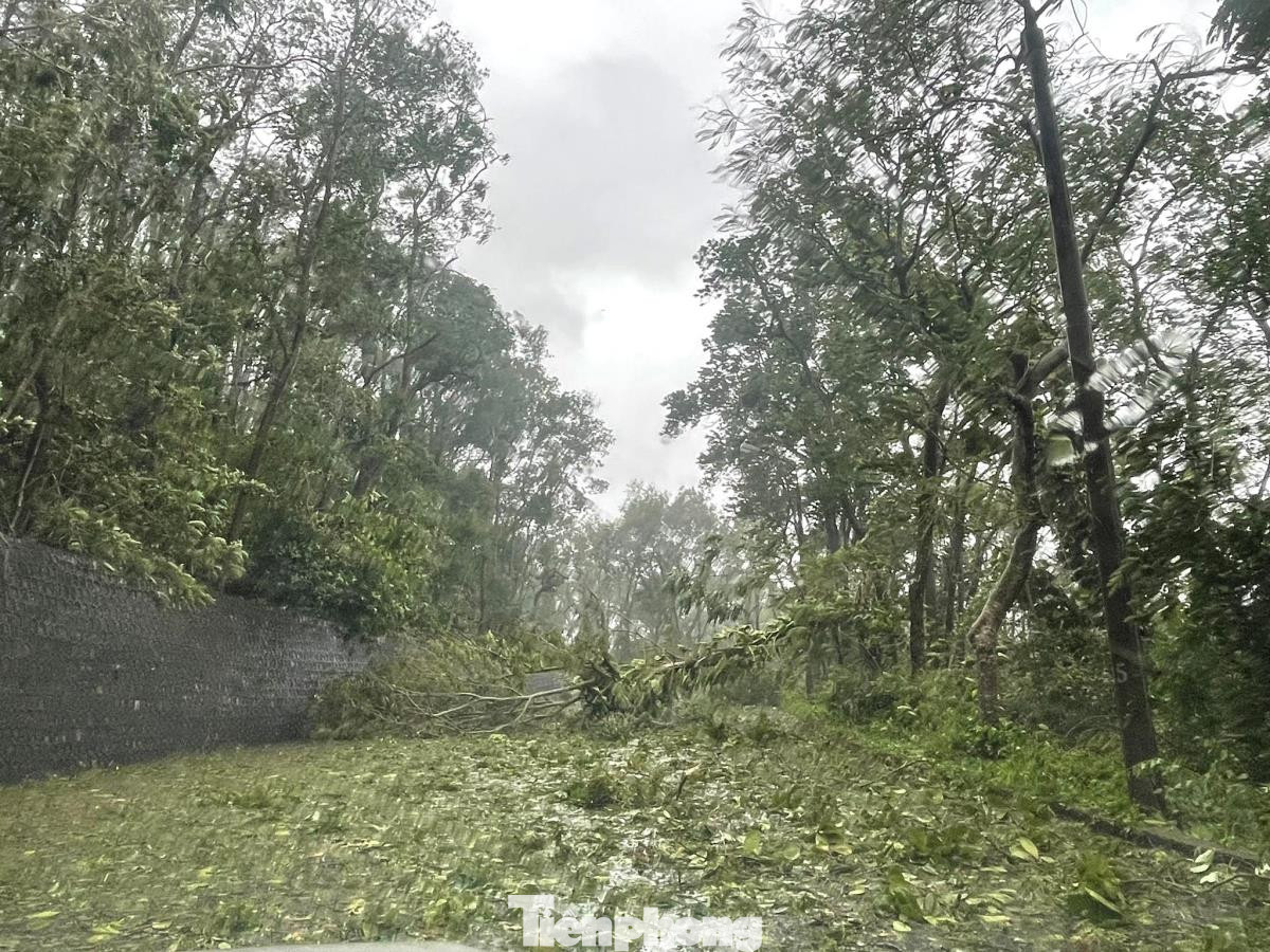 Gió mạnh làm nhiều cây xanh ở thành phố Hải Phòng bị gãy, đổ. Ảnh: CTV Gió mạnh làm nhiều cây xanh ở thành phố Hải Phòng bị gãy, đổ. Ảnh: CTV