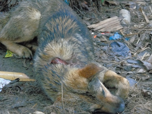 Thảm án ở Lào Cai: Thoát chết vì không tìm thấy chìa khóa ảnh 7