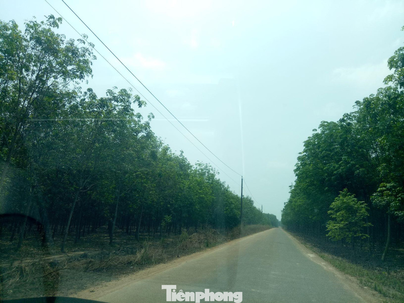 Khu đất 529 ha xảy ra tình trạng thuê, mướn. Khu đất 529 ha xảy ra tình trạng thuê, mướn.