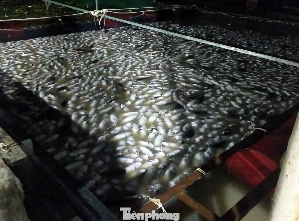 Hàng chục tấn cá nuôi bên sông bị chết