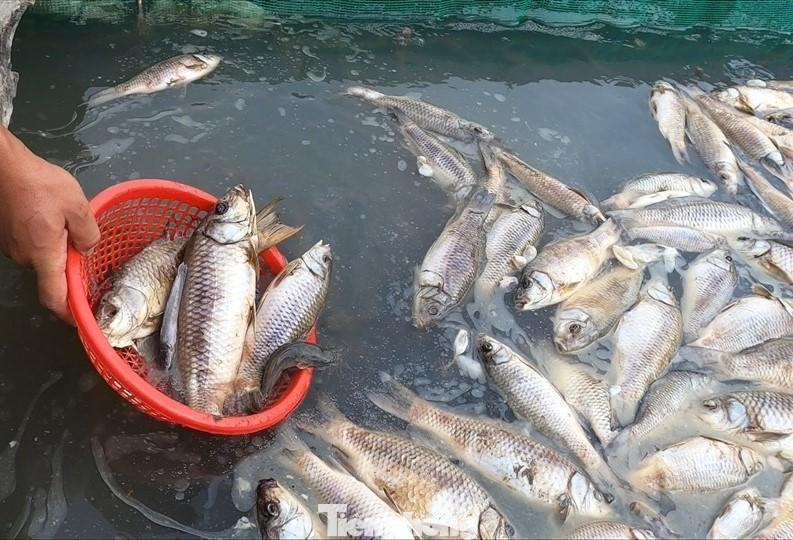 Cá chết hàng loạt ở huyện Dầu Tiếng, tỉnh Bình Dương