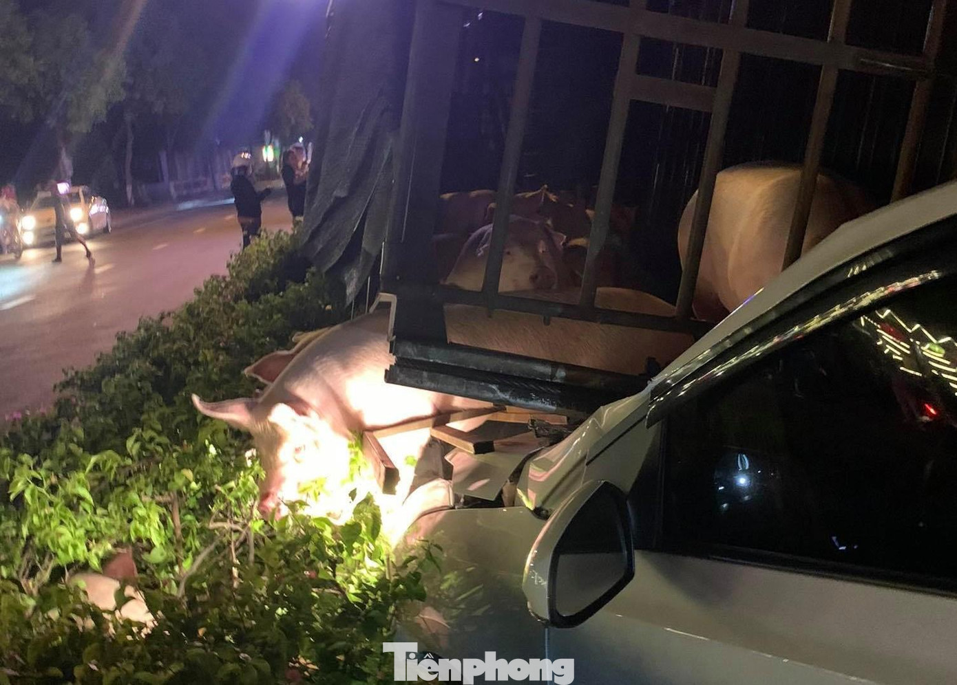 Nhiều con heo bị chết sau tai nạn