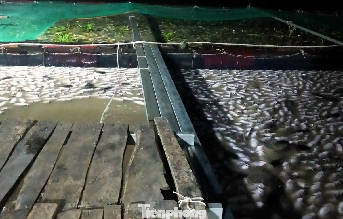 Hiện tượng cá chết hàng loạt đây là lần đầu tiên xảy ra ở huyện Dầu Tiếng