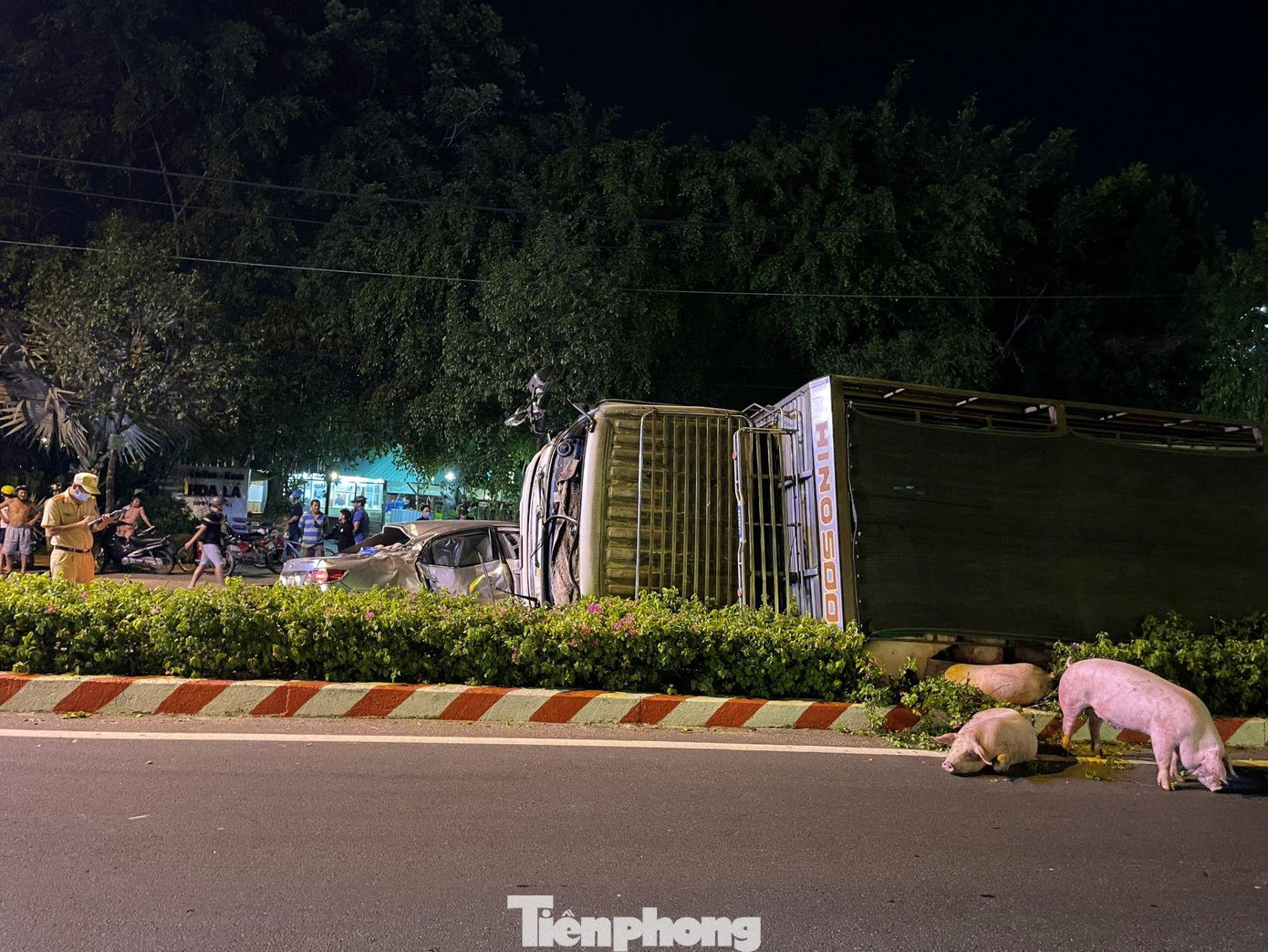 Heo trên xe tải chạy tán loạn giữa đường