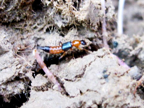 Sinh vật tấn công người dân Huế này có thực sự lạ?. Sinh vật tấn công người dân Huế này có thực sự lạ?