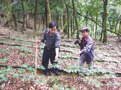 Trần Hoàn và Trần Hảo (cầm máy) giữa vùng sâm 100 ha