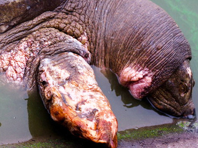 Cụ Rùa nổi ngày 3-3 với đầy thương tích trên mình Ảnh: TTO