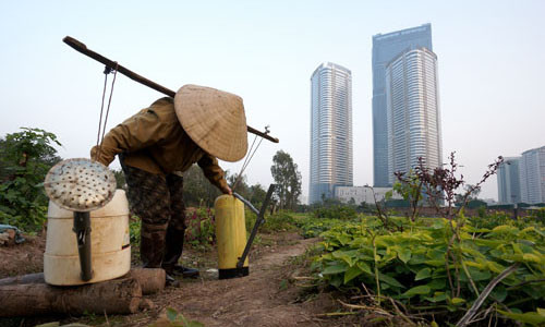 Dưới chân toà nhà cao nhất nước là những nông dân tần tảo giữa đồng rau