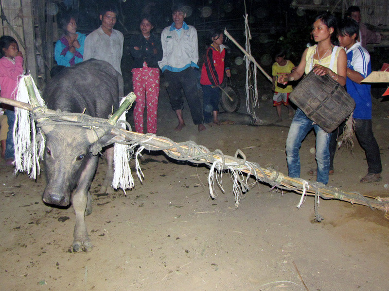 Con trâu này Hê phải mua bằng tiền đi vay mượn khắp nơi 