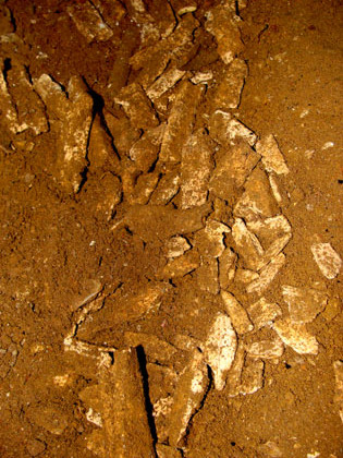 Hài cốt trong hố khai quật