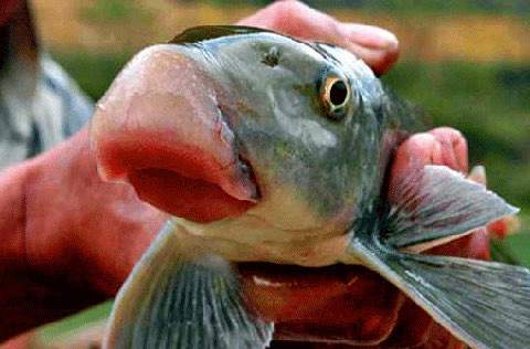  Cận cảnh sụn môi cá anh vũ