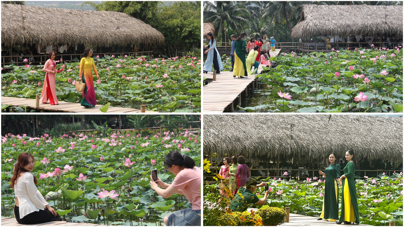 Vào sáng 7/3, có hàng trăm chị em trong tà áo dài thướt tha đã đến đây thưởng lãm, chụp hình. Du khách không chỉ bị cuốn hút bởi vẻ đẹp quyến rũ của sen, mà còn bởi không khí thanh bình và yên bình của khu vực này. Những đầm sen xanh mướt tựa như những bức tranh thu hút những người yêu thiên nhiên và nghệ thuật.