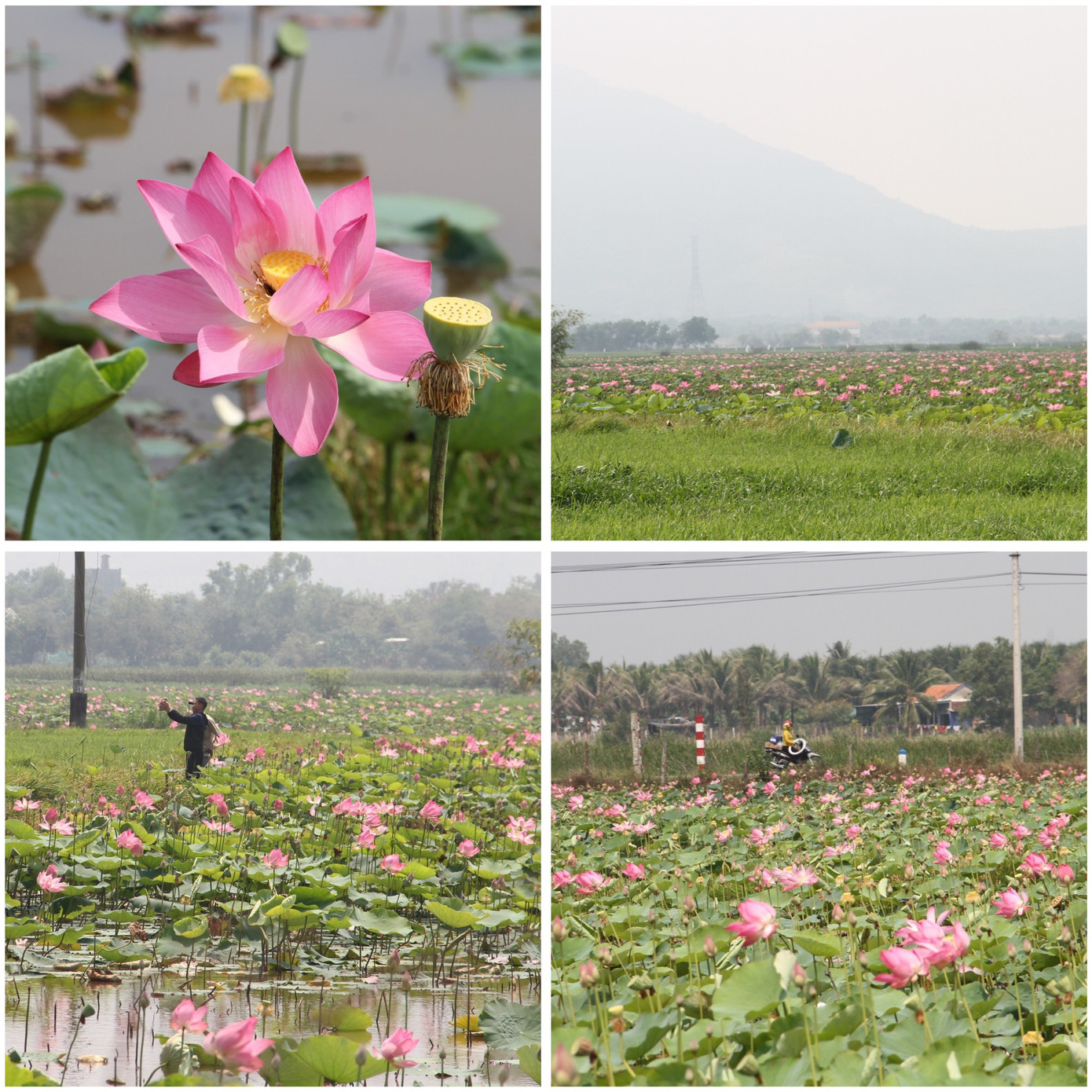 Đầu tháng 3, nhiều đầm sen ở Khánh Hoà sớm nở rộ, khoe sắc. Trong đó, những đầm sen tại xóm Quán Trà (xã Ninh An, thị xã Ninh Hòa) và Nha Trang xưa (xã Vĩnh Thái, thành phố Nha Trang) được nhiều du khách tìm đến chụp hình và thưởng lãm.