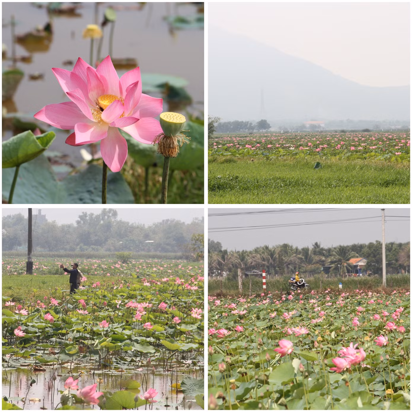 Đầu tháng 3, nhiều đầm sen ở Khánh Hoà sớm nở rộ, khoe sắc. Trong đó, những đầm sen tại xóm Quán Trà (xã Ninh An, thị xã Ninh Hòa) và Nha Trang xưa (xã Vĩnh Thái, thành phố Nha Trang) được nhiều du khách tìm đến chụp hình và thưởng lãm.