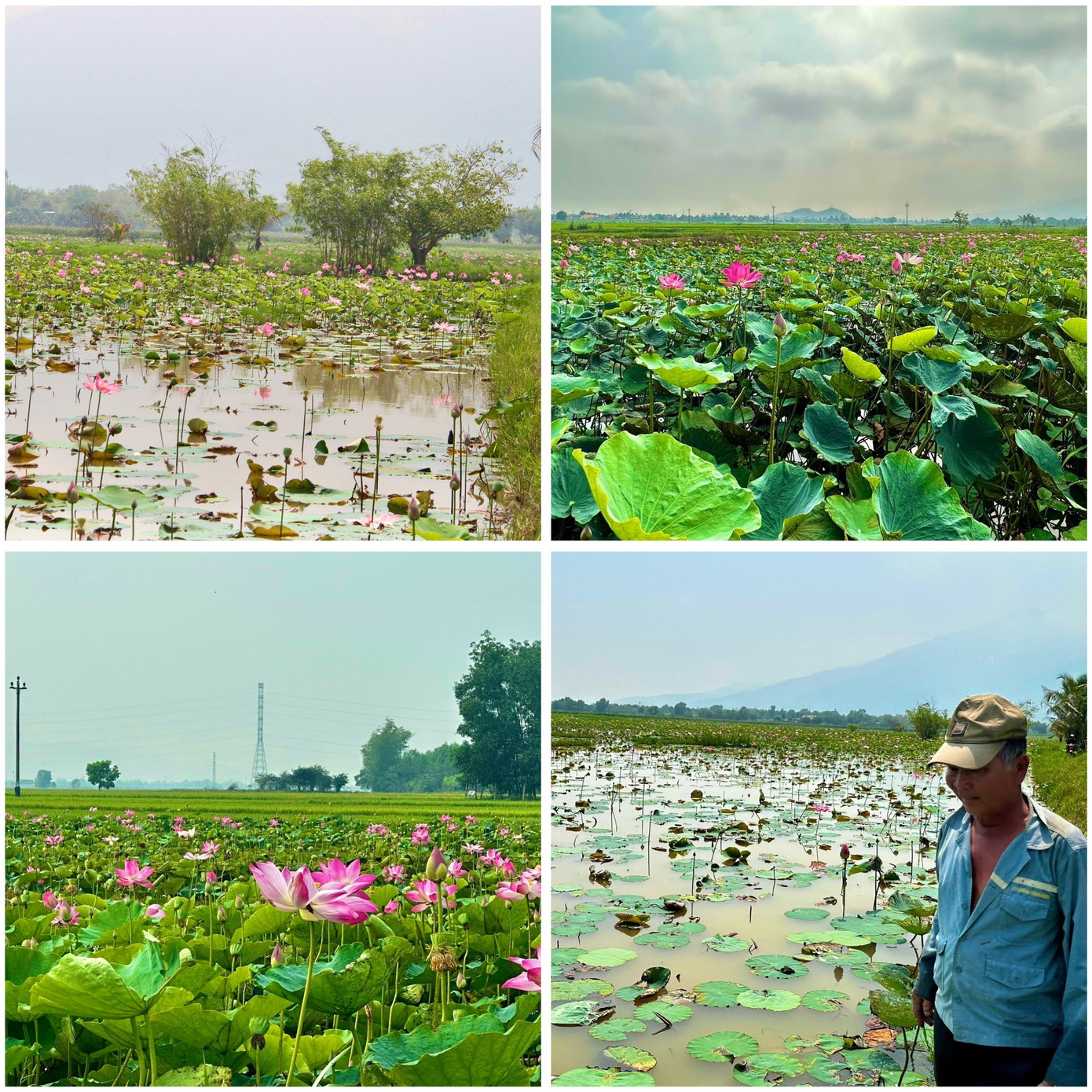 Khu vực đầm sen Quán Trà trước đây là những ruộng lúa ngập nước, nên năng suất không cao và có vụ còn thua lỗ. Vì thế, ông Phan Thế Hạnh đã quyết định cải tạo đất lúa để trồng những đầm sen này.