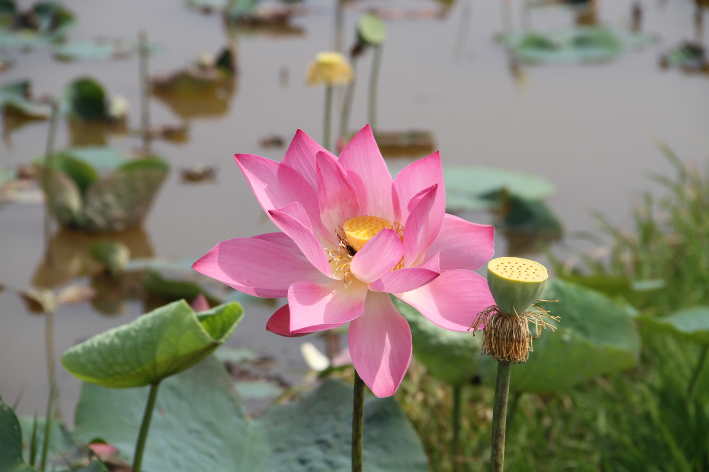 Tại đầm sen Quán Trà, những bông sen hồng nở rộ xen lẫn giữa những thửa ruộng đã tạo nên không gian thơ mộng, làm say đắm du khách.