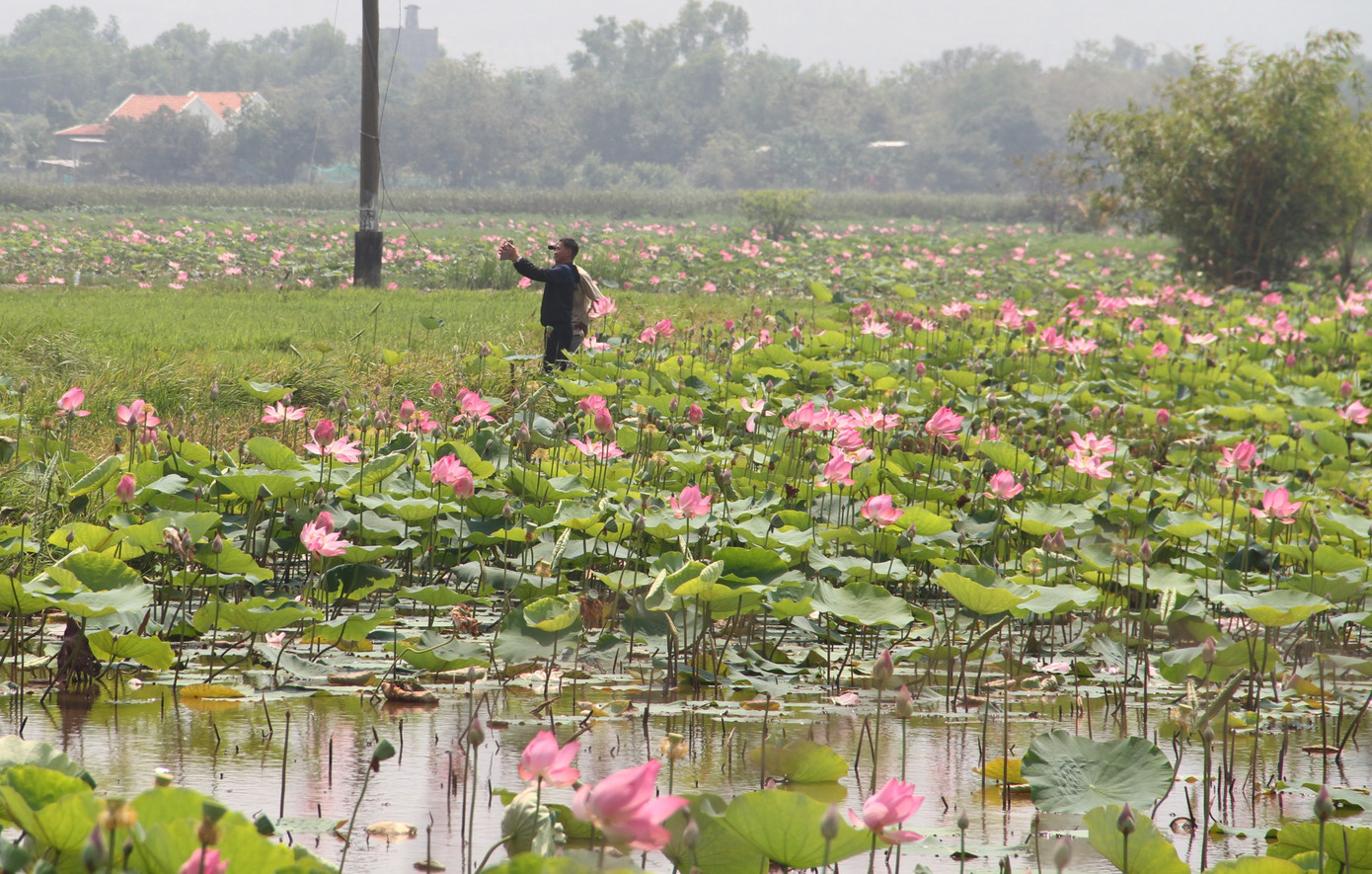 Những đầm sen thơ mộng tại Quán Trà có diện tích khoảng 7 ha, thuộc sở hữu của gia đình ông Phan Thế Hạnh (SN 1963, ở xã Ninh An, thị xã Ninh Hòa). Theo ông Hạnh, mùa sen thường bắt đầu từ đầu tháng 2 đến tháng 4 Âm lịch. Lúc này, du khách đổ về tham quan, chụp ảnh rất đông. Người dân nơi đây cũng có thêm cơ hội mở rộng nguồn thu, quảng bá về sản phẩm của mình tại địa phương.
