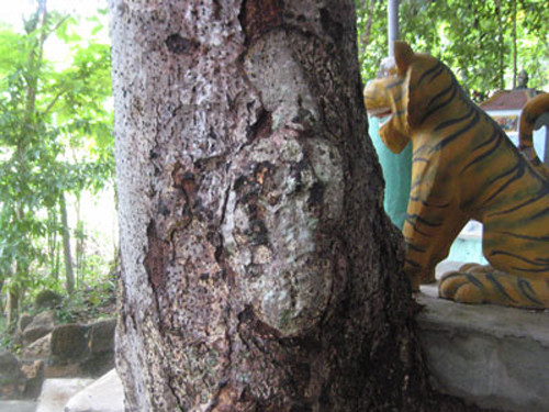 Gốc cây gạo, nơi có tin đồn mang hình Phật