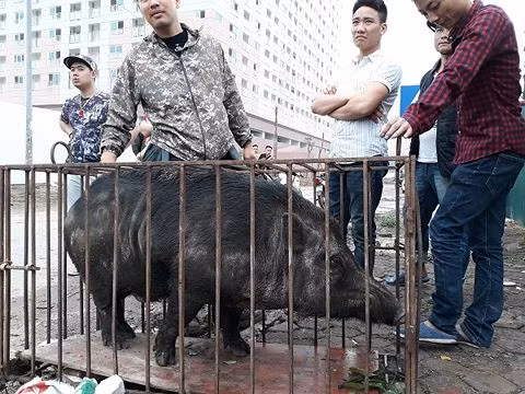 Chó săn và lợn rừng 'tử chiến': Hành động đầy phản cảm, nguy hiểm ảnh 1