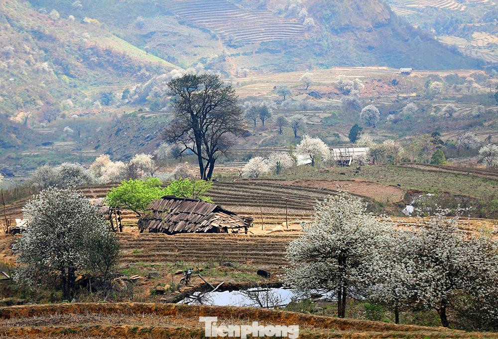 Nhiều đoạn, cả một triền núi đã được nhuộm màu trắng xóa của hoa sơn tra. Bản Lùng Cúng, xã Nậm Có - nơi được coi là thủ phủ của cây sơn tra ở đất Mù Cang Chải