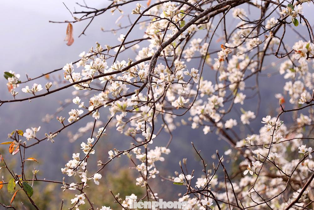 Những bông hoa sơn tra khi bung nở nhìn rõ 5 cánh cùng các đầu nhụy hoa từ mầu vàng dần dần ngả sang màu nâu đất vươn ra đón nắng, gió mùa xuân để trổ hoa ngạt ngào hương sắc.