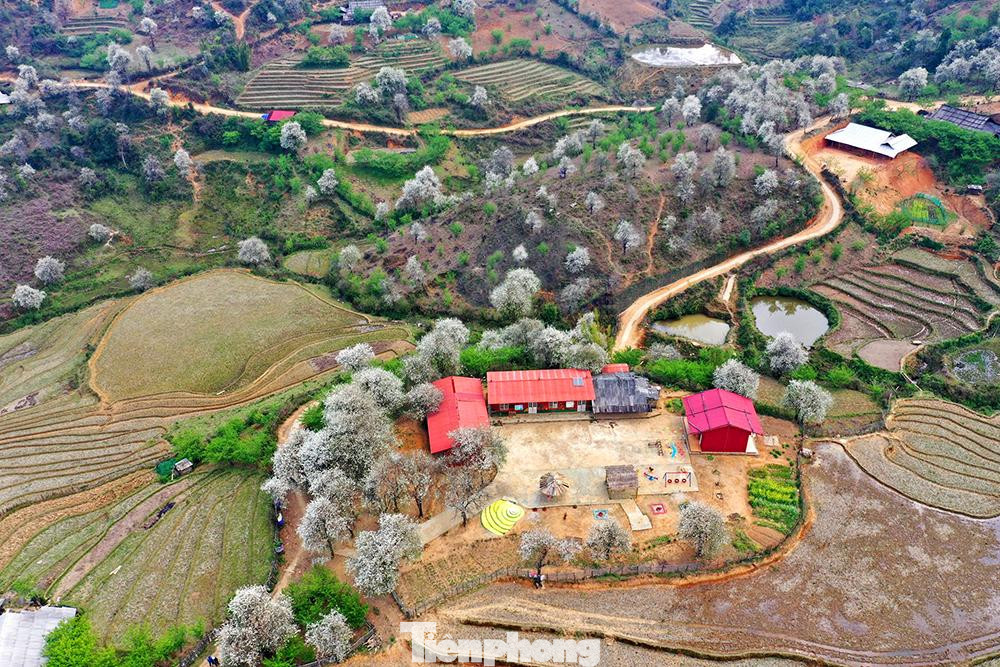 Giờ đây, sơn tra không còn là thứ cây rừng hoang dại mà giờ đây được xác định là một trong những cây kinh tế mũi nhọn trong trồng rừng phòng hộ đa mục đích ở Mù Cang Chải.