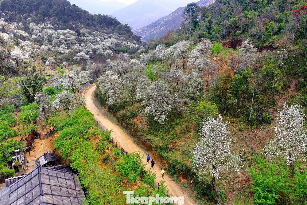 Cứ đến độ tháng 3 dương lịch, những cây sơn tra đồng loạt trổ hoa và chỉ nở rộ trong khoảng 20-30 ngày. Đỉnh Lùng Cúng (thuộc bản Lùng Cúng, xã Nậm Có, huyện Mù Cang Chải, tỉnh Yên Bái) là đỉnh cao nhất nằm trong dãy Hoàng Liên Sơn, phân chia ranh giới giữa huyện Mù Cang Chải với huyện Văn Bàn của tỉnh Lào Cai, với độ cao 2.913m so với mực nước biển nên khí hậu quanh năm mát mẻ, mây mù bao phủ.