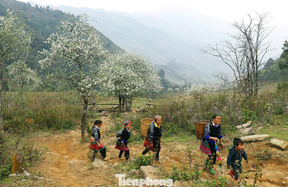 Được biết, huyện vùng cao Mù Cang Chải hiện có trên 6.000 ha sơn tra, trong đó trên 3.000 ha đã cho thu hoạch với sản lượng 3000 tấn/năm, đem về nguồn thu ổn định cho người dân mà không mất nhiều công chăm sóc