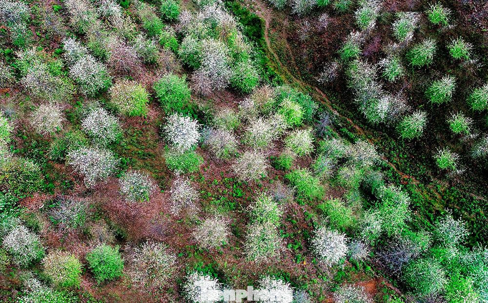 Rừng hoa sơn tra (táo mèo) bung nở.