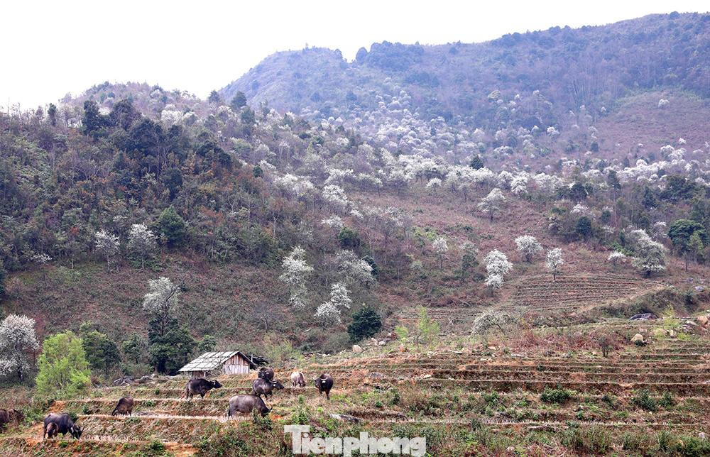 Lùng Cúng (xã Nậm Có, huyện Mù Cang Chải) cách thành phố Yên Bái 150km. Du khách đi xe máy từ bản Lùng Cúng men theo con đường quanh co, hiểm trở mất khoảng 45 phút sau đó phải tự leo 11km để lên đỉnh.