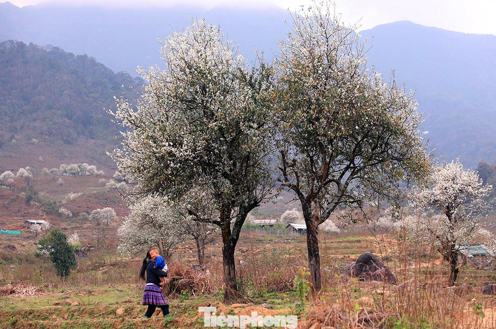 Không chỉ bởi diện tích sơn tra tập trung ở bản này nhiều mà sơn tra ở Lùng Cúng còn là nơi cho sản lượng cao và thơm ngon có tiếng.