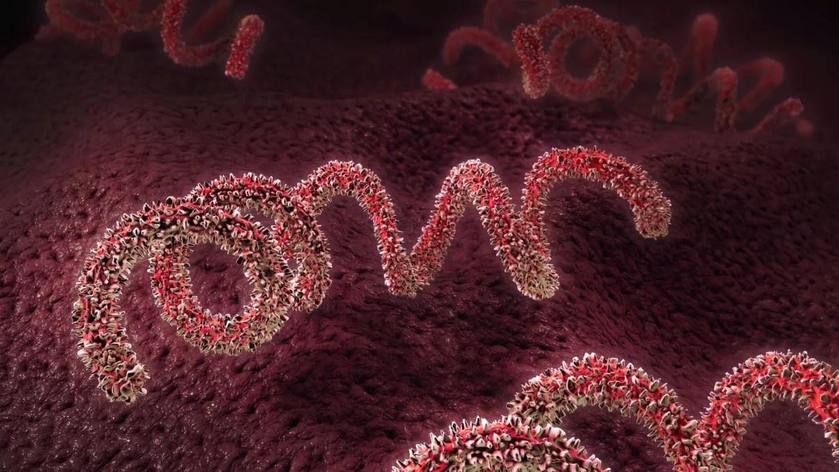 Minh họa vi khuẩn hình xoắn ốc gây bệnh giang mai Minh họa vi khuẩn hình xoắn ốc gây bệnh giang mai