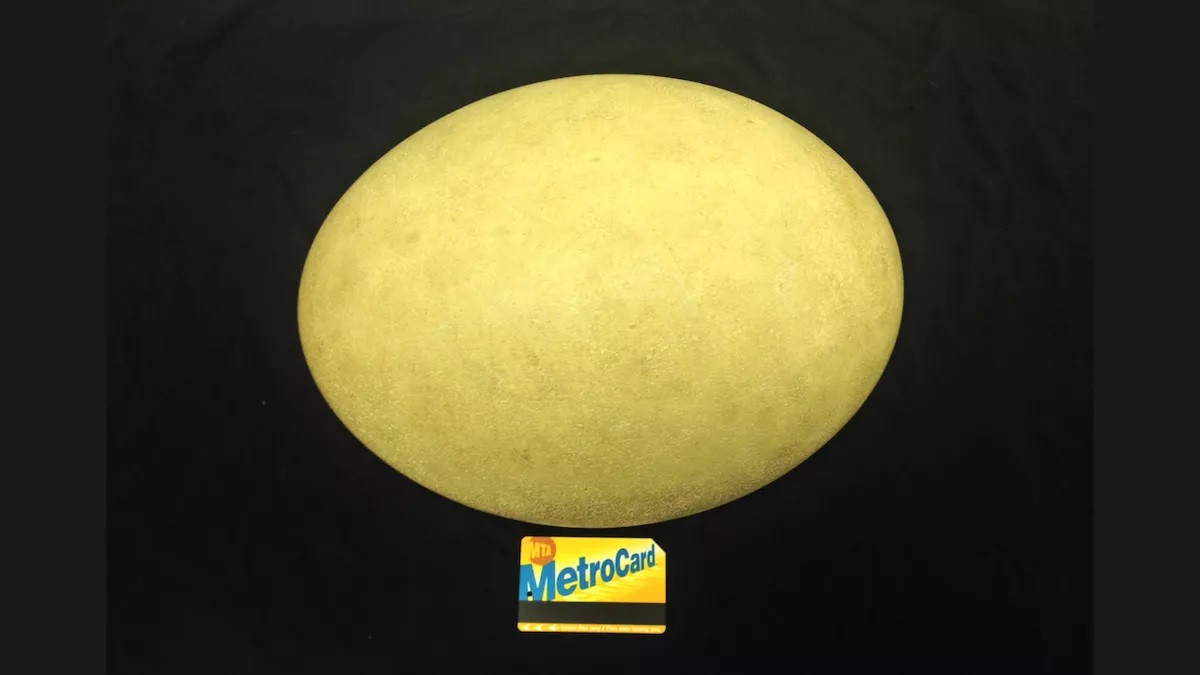 Trứng chim voi to gấp đôi trứng đà điểu Trứng chim voi to gấp đôi trứng đà điểu