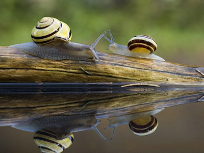 Hai con ốc sên tình cờ gặp nhau khi đi trên khúc gỗ nhỏ. Hình ảnh ấn tượng về chúng do nhiếp ảnh gia Willi Rolfes, 49 tuổi, người Đức chụp lại