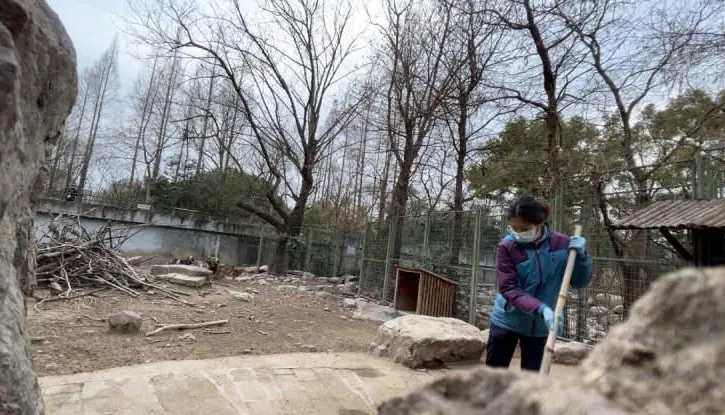 Mỗi sáng, Mã Nhã dọn dẹp chuồng trại và cho động vật ăn. Ảnh: QQ